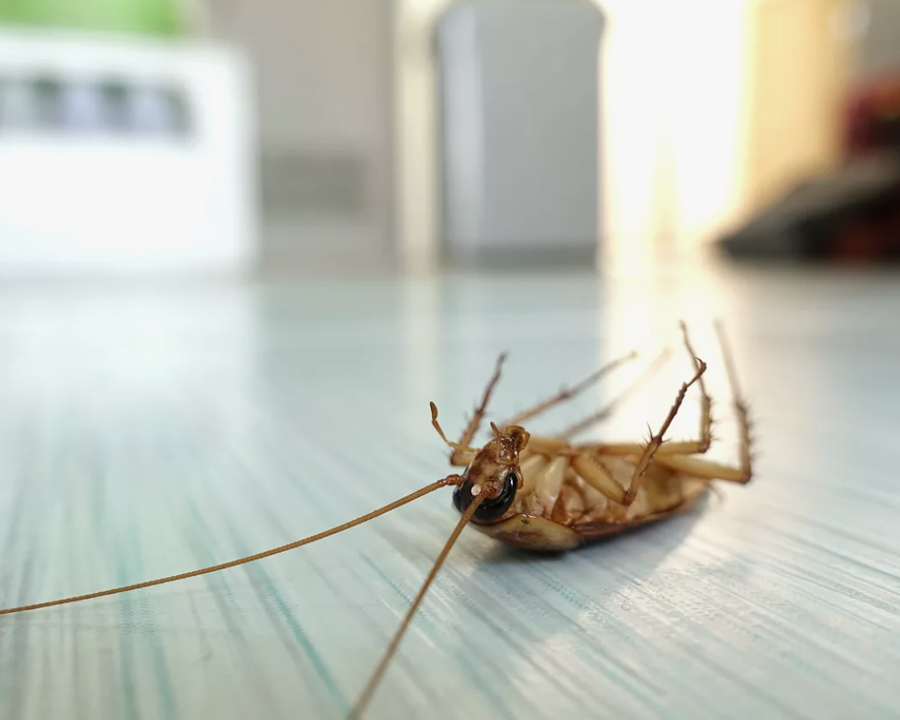 新生指南 I 俄羅斯宿舍里的蟑螂以及各種小動物終于可以解決了！